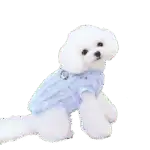 Soft fluffy white dog wearing a cozy blue sweater, sitting and looking adorable; perfect pet apparel for comfort and style.